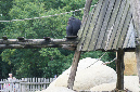 29_juillet_Zoo_2015_072