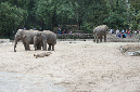 29_juillet_Zoo_2015_075