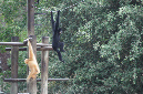 29_juillet_Zoo_2015_079