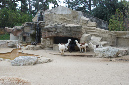 29_juillet_Zoo_2015_093