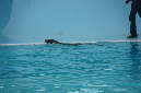 29_juillet_Zoo_2015_096