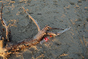 30decembrel_2016_42