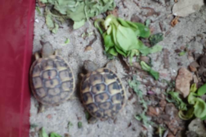23_avril_2016_29