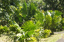 Maurice_2016_094