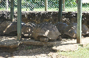 Maurice_2016_101