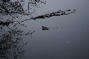 Orry_11decembre2016_46