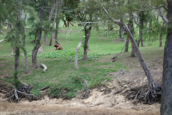 Rodrigues_2016_073