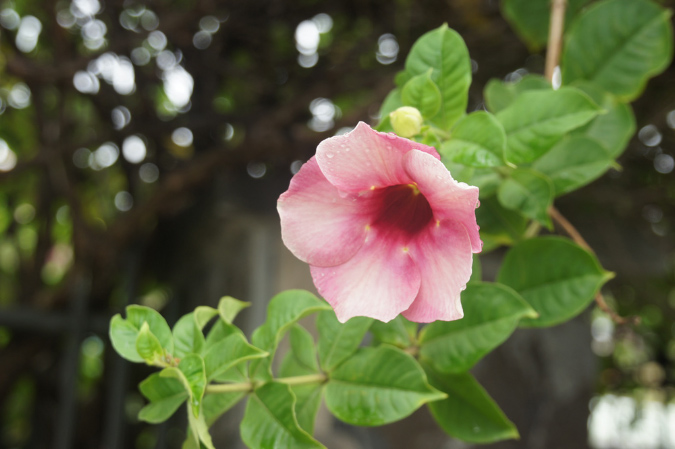 Rodrigues_2016_256