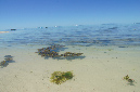 Rodrigues_2016_144