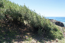 Rodrigues_2016_190