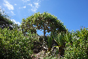 Rodrigues_2016_196