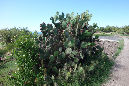 Rodrigues_2016_210