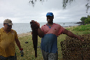 Rodrigues_2016_241