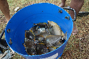 Rodrigues_2016_242