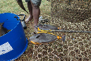 Rodrigues_2016_243