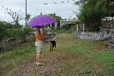 Rodrigues_2016_246