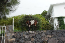 Rodrigues_2016_247
