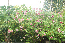 Rodrigues_2016_257