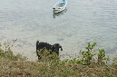Rodrigues_2016_262