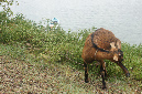 Rodrigues_2016_264