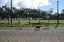 Rodrigues_2016_298