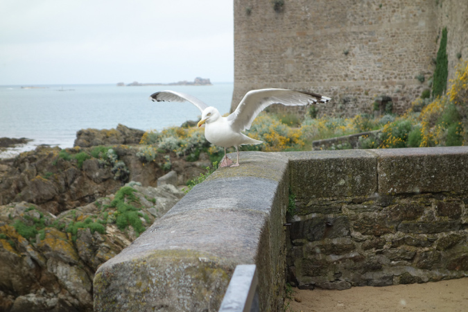 Saint_Malo_3juillet2016_006