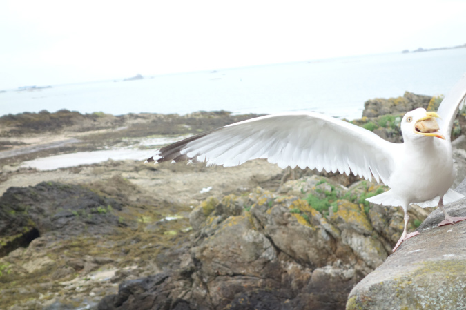 Saint_Malo_3juillet2016_007