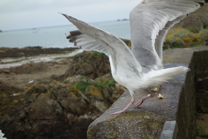 Saint_Malo_3juillet2016_008