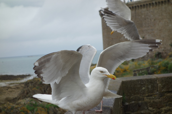 Saint_Malo_3juillet2016_009