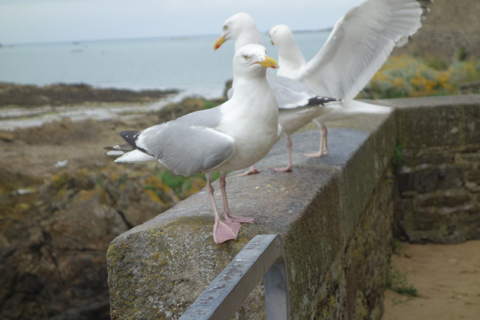 Saint_Malo_3juillet2016_010