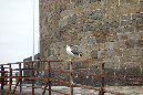 Saint_Malo_3juillet2016_033