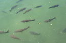 26mai_61