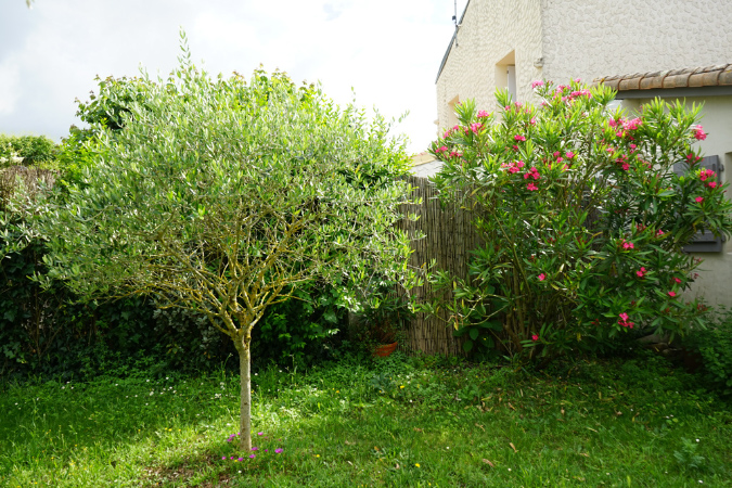 Ronce_juin2018_%20(45)