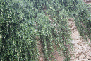 Barcelone_mai19_%20(30)