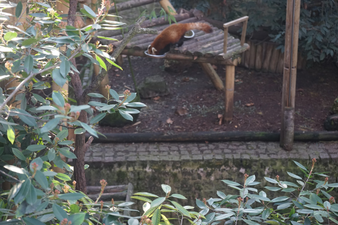 Jardin-des-plantes_25_02_19%20(60)