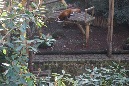 Jardin-des-plantes_25_02_19%20(60)