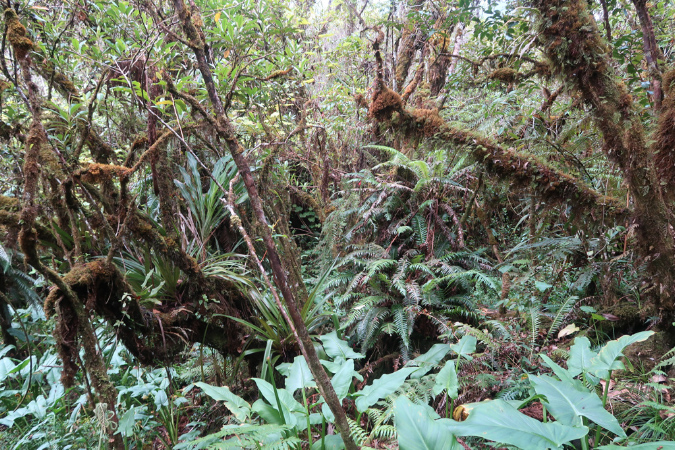 piton_Bebour_13janvier%20(2)