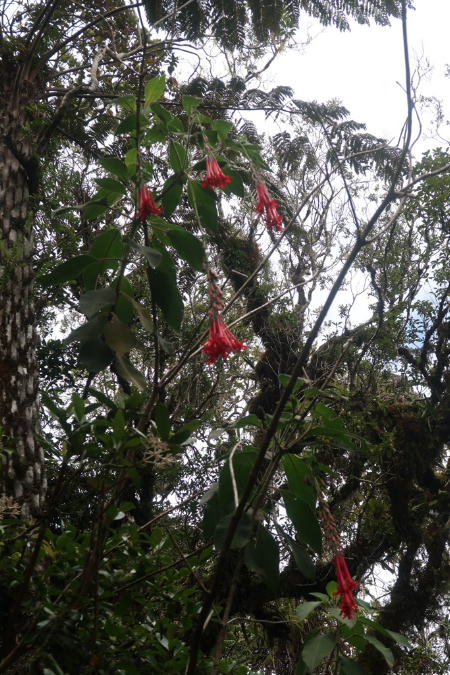 piton_Bebour_13janvier%20(22)
