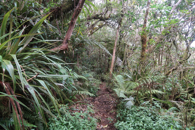 piton_Bebour_13janvier%20(27)