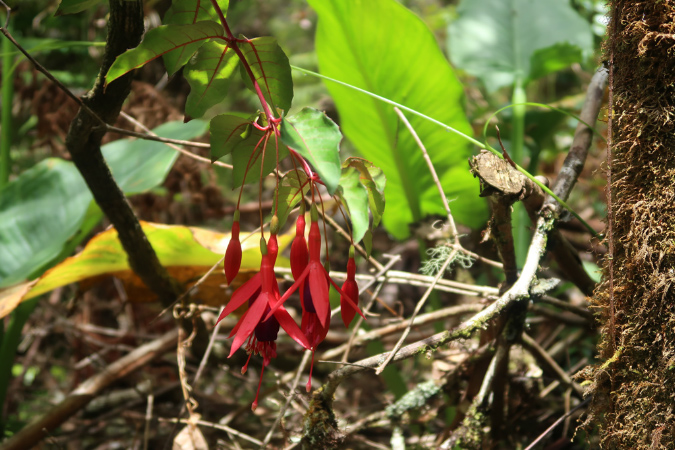 piton_Bebour_13janvier%20(4)