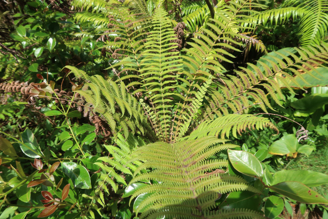 piton_Bebour_13janvier%20(5)