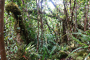 piton_Bebour_13janvier%20(16)
