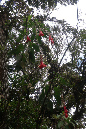 piton_Bebour_13janvier%20(22)