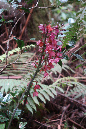 piton_Bebour_13janvier%20(23)