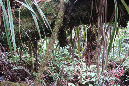 piton_Bebour_13janvier%20(25)