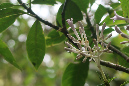 piton_Bebour_13janvier%20(29)