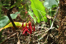 piton_Bebour_13janvier%20(4)