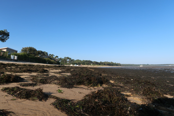 Ronce_17juillet2019_%20(1)