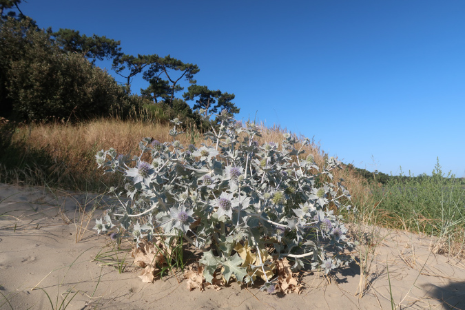 Ronce_17juillet2019_%20(15)