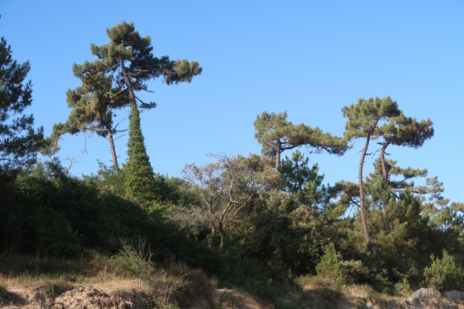 Ronce_17juillet2019_%20(9)
